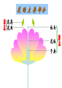 初二生物复习