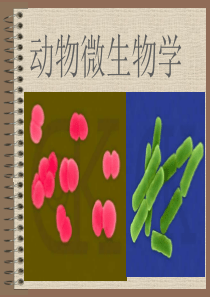 动物微生物学【精品-ppt】