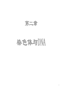 染色体和DNA