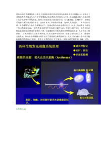 活体动物体内成像技术应用介绍PPT