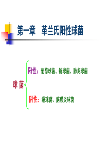 第一章-革兰氏阳性球菌