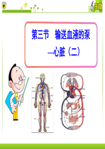 第三节--输送血液的泵—心脏(二)