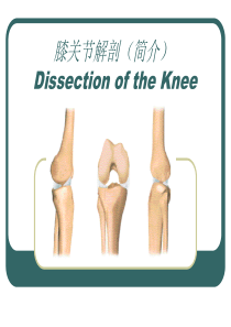 膝关节解剖