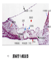 组培切片