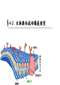 生物膜的流动镶嵌模型