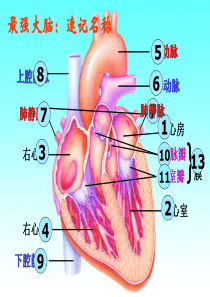 443输送血液的泵—心脏-(倪第二课时)