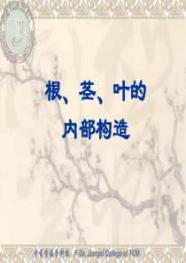 y11(3-5)根、茎、叶的内部构造