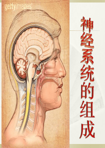 七年级生物下册第四单元第六章第二节神经系统的组成课件人教版