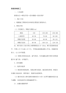 栽植香樟施工