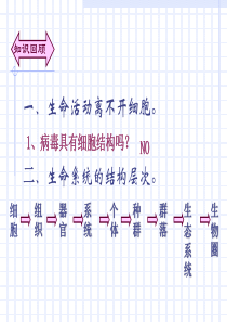 生物：1.2《细胞的多样性和统一性》课件(新人教版必修1)(4)