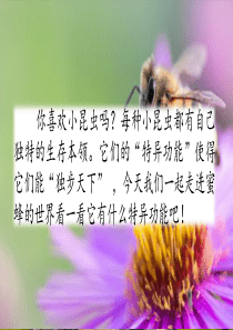 《蜜蜂》完美版PPT课件