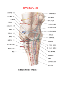 脑神经核记忆(图+口诀)