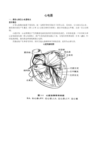 课件--窦性心律及心电图特点