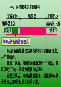 高二生物选修3-基因工程的基本操作程序(一)