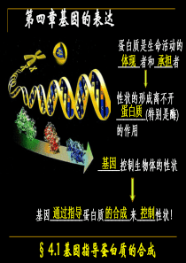 基因指导蛋白质的合成ppt