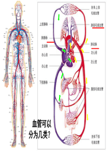 北师大版-血液循环