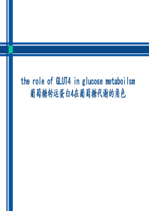 葡萄糖转运蛋白4在葡萄糖代谢的角色