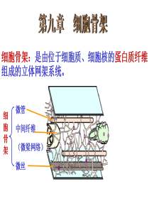 大学医学细胞生物学 细胞骨架