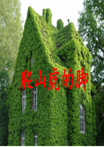 《爬山虎的脚》教学课件