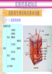 皮肤基础学习知识大全.ppt