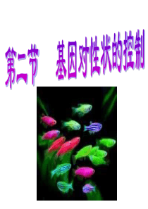 高一生物基因对性状的控制2