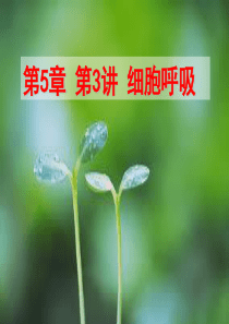 [史上最强生物课件]第5章 第3讲 细胞呼吸