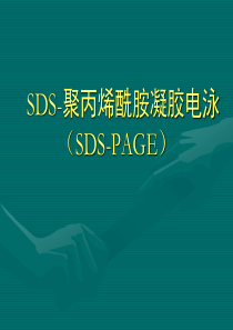 SDS-PAGE蛋白凝胶电泳