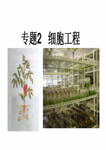 植物细胞工程的基本技术ppt