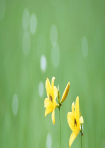 花的勇气ppt公开课配套课件