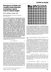 Emergence-of-simple-cell-receptive-field-propertie