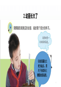 最新苏教版三年级科学下册1.2幼苗长大了ppt课件