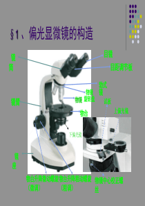 偏光显微镜具体操作过程