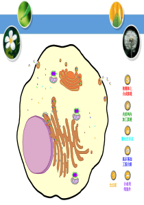 分泌蛋白的合成分泌过程动画