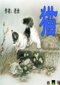 《猫》老舍(公开课课件)