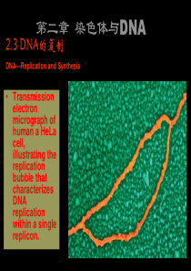 郜刚分子生物学-03-染色体-2包装和半保留复制-59页PPT文档
