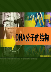 DNA结构