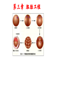 3-胚胎工程