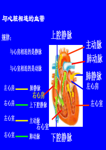 输血和血型》课件6