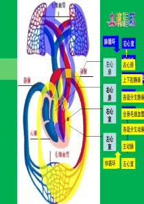 第四节--输血和血型