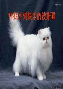 《找不到快乐的波斯猫》课件