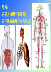 六年级科学下册生理与适应