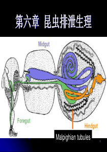 第六章 昆虫的排泄