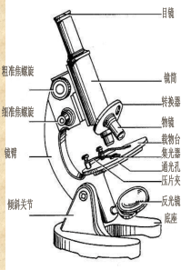 【高一生物】练习显微镜的使用方法