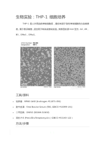 THP-1-细胞培养