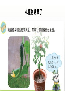 2020最新苏教版三年级科学下册课件1.4植物结果了