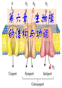 第六章---生物膜的结构与功能