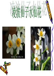 凌波仙子水仙花