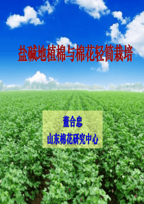 2013省培训---盐碱地植棉与棉花轻简栽培技术-3