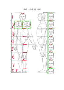 素描 人体比例 透视