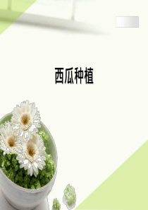 西瓜种植